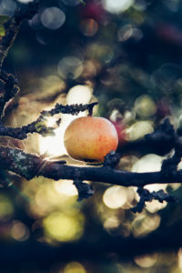 Ripe apple on tree, close-up Ripe apple on tree, close-up